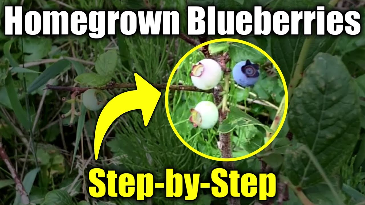 How to Plant Blueberries at Home! Easy Blueberry Growing Guide for Beginners
