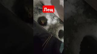 Лещ на коромысло #шортс #рыбалка #зима #зимняярыбалка Иваньковское водохранилище