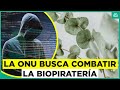 Biopiratería: La ONU realiza negociaciones sobre recursos genéticos y propiedad intelectual