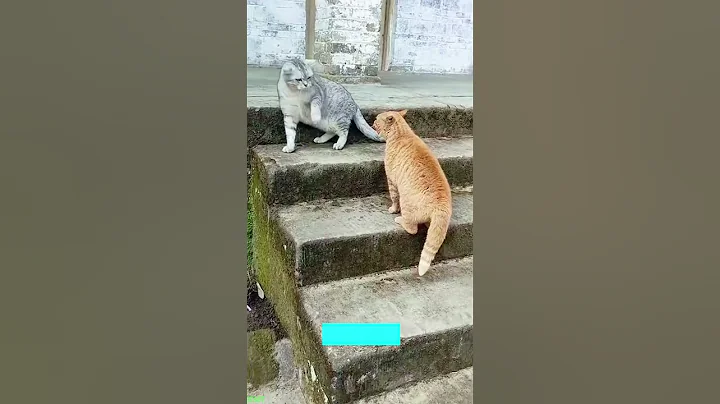 Video 10998601: funny cat talking, laugh cats dogs funny, water cute cat funny, cats vs water funny, funny pets