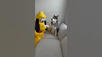 This Is By Far The Cutest Thing My Dog Has Ever Done Dogsofyoutube Dogs Dog Husky Huskies 