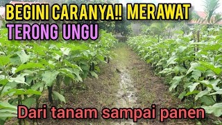 Cara merawat terong ungu daei awal tanam hingga siap panen agar tumbuh subur dan berbuah lebat