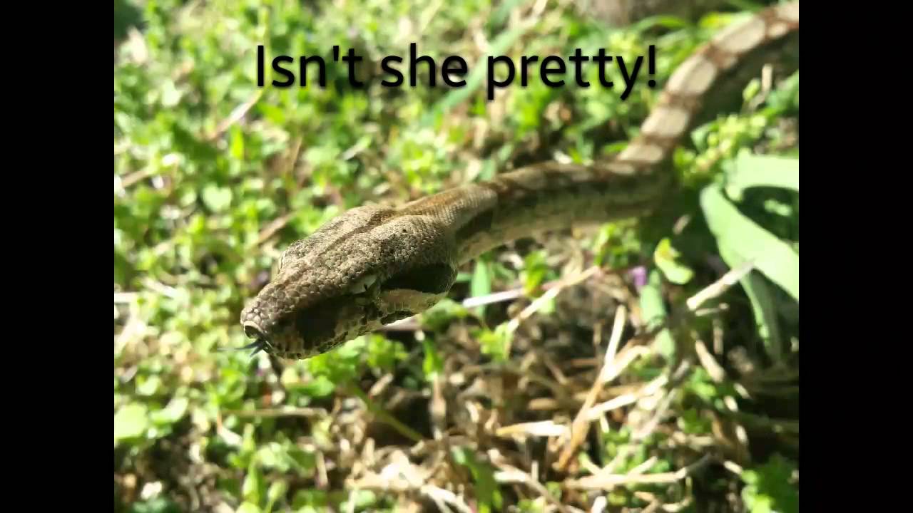 gallone Update on Scarlett the boa