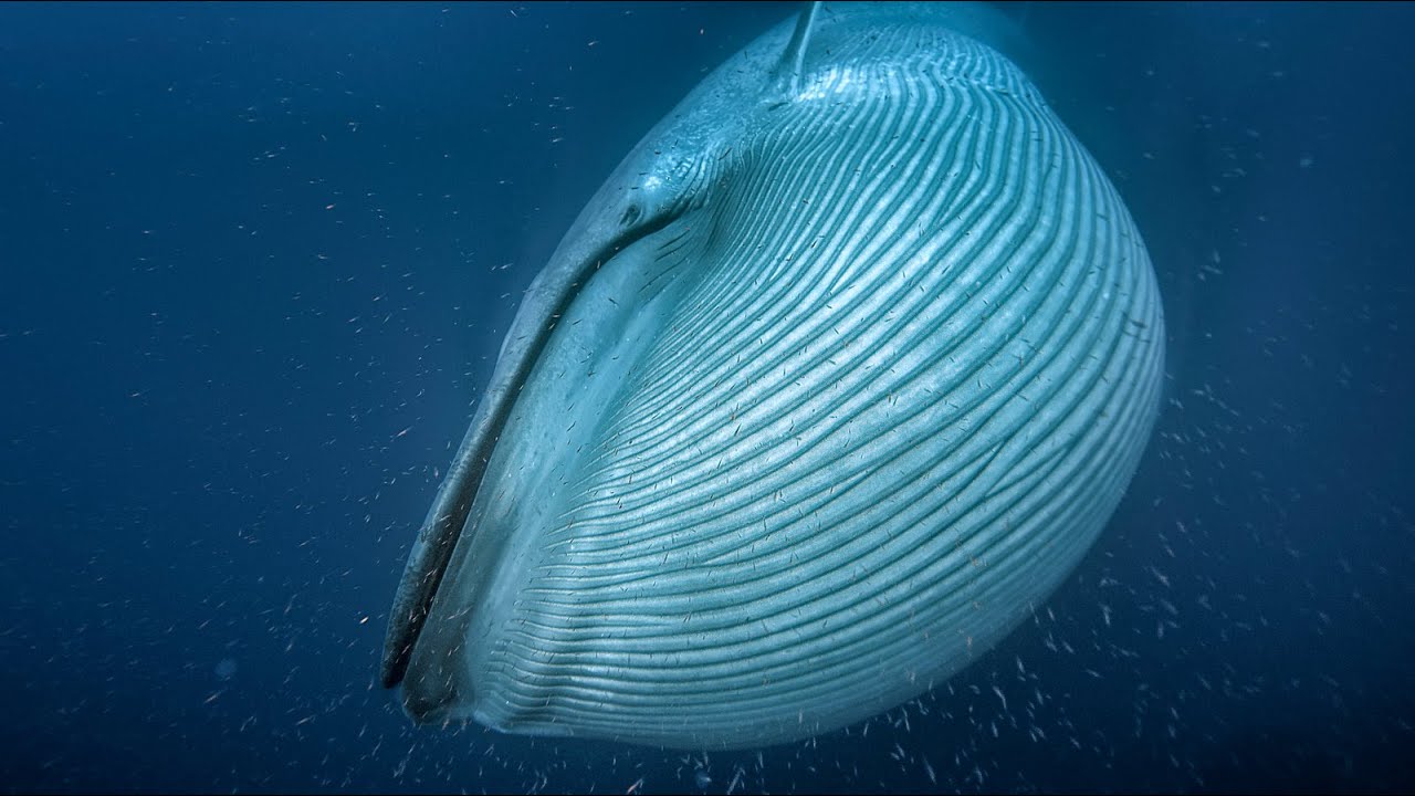 La ballena azul, el animal más grande del mundo
