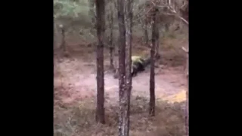 Georgia hunter encounters a huge alligator while d...