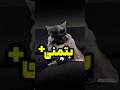 بتمنی Cat بتمن بتمنی گربه Pets 
