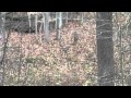 Doe With 44 Mag Doe With 44 Mag