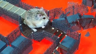 HAMSTER in BLUE DIAMOND TEMPLE with LAVA HAMSTER in BLUE DIAMOND TEMPLE with LAVA