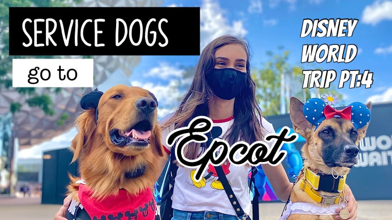 Service Dogs go to EPCOT! Disneyworld Trip Day 4 YouTube