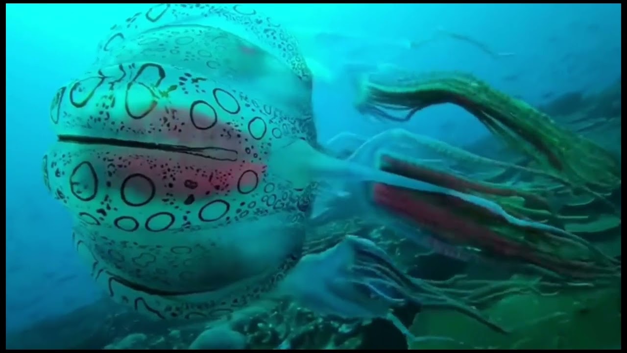 Very rare recording of Chirodectes, a rare  box jellyfish, only spotted  a few times in the past