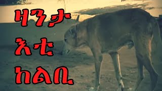 Cinema Semere Zanta ዛንታ እቲ ከልቢ Zanta Eti Kelbi