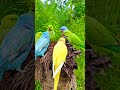 #love parrot birds lovely look beautiful location nice video for birds lover pets