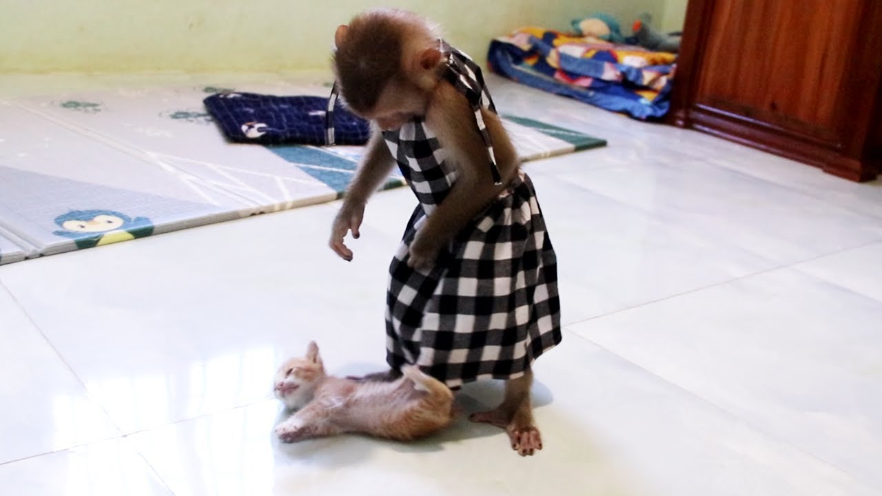 Hailey Dropped Baby Cat On Floor YouTube