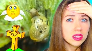 ПОЧЕМУ УМЕР Малыш УЛИТКИ ЧЬЯ ВИНА ??? | Elli Di Pets ПОЧЕМУ УМЕР Малыш УЛИТКИ ЧЬЯ ВИНА ??? | Elli Di Pets