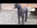 Dog Obedience Group, Wallkill, NY 845-430-1764 Dog Obedience Group, Wallkill, NY 845-430-1764