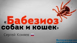 Бабезиоз собак и кошек. Babesiosis in dogs and cats