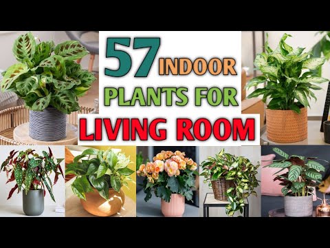 Video: Sonkamer vir alle seisoene - Beste plante om in 'n sonkamer te groei