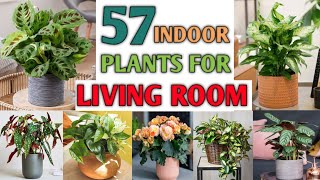 57 Indoor Plants for Living Room | Best Indoor Plants for Drawing Room | Plant and Planting