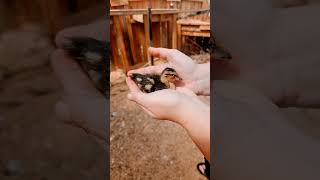 Ducklings...