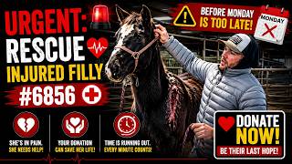 URGENT: Rescue Injured Filly #6856 Before Monday Is Too Late #horse #rescue #rescuehorse