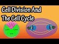 How Do Cells Divide - Phases Of Mitosis - Cell Division And The Cell Cycle - Cellular Division