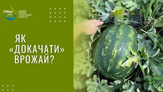 Як докачати врожай кавуна? Фонтана F1 після граду