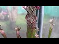 Sarracenia leucophyla con flor JULYPETS