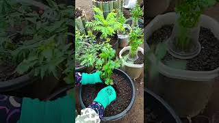 🥬 The BEST Way to Grow Celery! (Plastic Bottle Hack) 🍾 #Shorts
