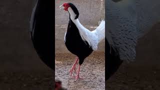 Faisão Prateado Ãoprateado