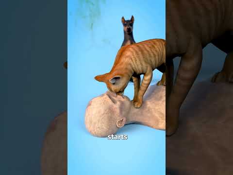 هل الحيوانات الاليفه تحب لحم البشر سوف تنصدم