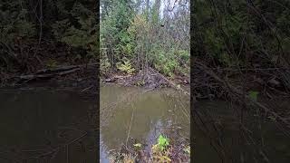 Drought Has Brought Beavers To This