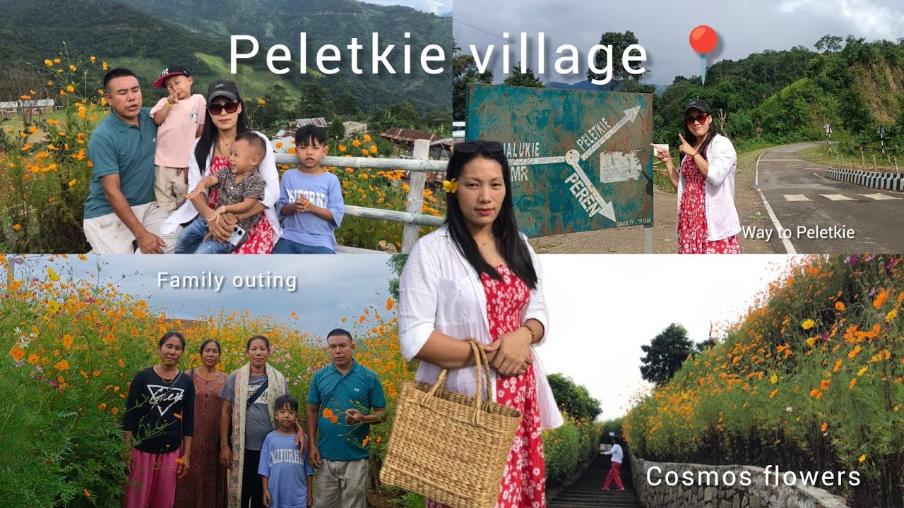 Visiting the famous COSMOS garden at Peletkie village 📍[ Peren district, Nagaland ]