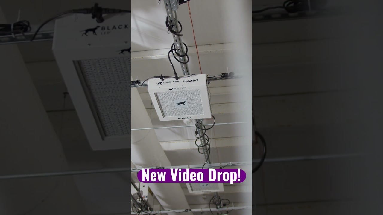 Why Black Dog LED is worth Every Dollar! Watch Now!