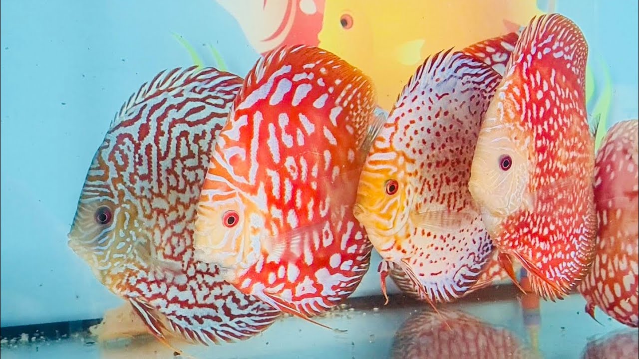 Chens Discus farm U.K. YouTube