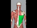 Upper limb Muscles Tricks#Anatomy#Day 2#Trending@Dr.SamsInfo
