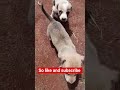 +1 Subscribers=support #viralshort #petlovers #subscribemychannel