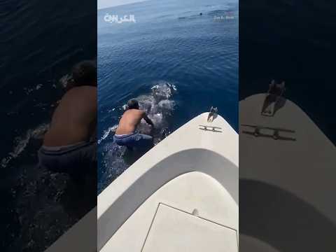 سعودي يمتطي قرش ا حوتي ا ويسبح معه بمرونة في البحر الأحمر 