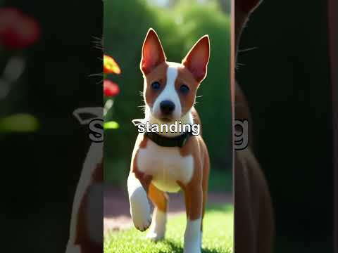 50  Basenji Dog