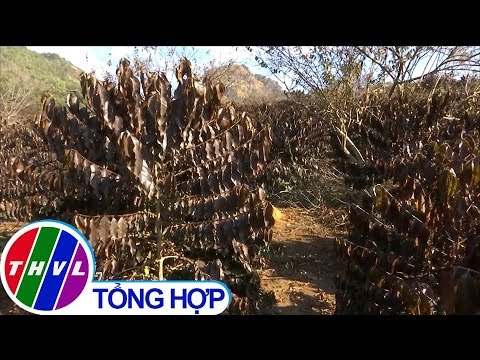 Video Hàng trăm hecta cà phê ở Sơn La bị thiệt hại do giá... - youtube