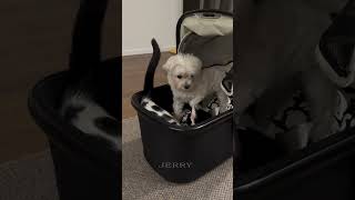 Animals funny videos | Jerry | 12 | #animals #animalsfunny
