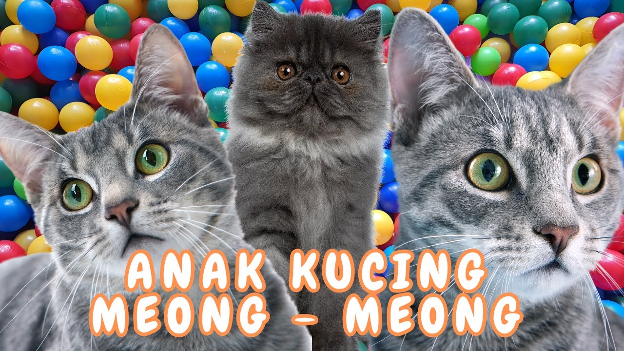 kucing lucu - KUCING PERSIA PUTIH KUCING PERSIA LUCU 
