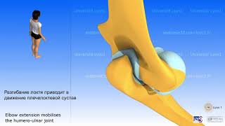 3D анатомия локтевого сустава
