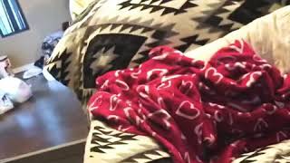 Puppy Prayer Holy Spirit