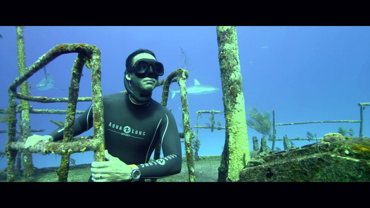 BEHIND THE LENSES SHARKS BAHAMAS 2015 4K YouTube