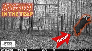 Texas Hogzilla Epic Corral Trap Catch | Fade The River Fishing And Hunting