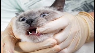 Cute and funny cats | القطط لطيفة مضحك