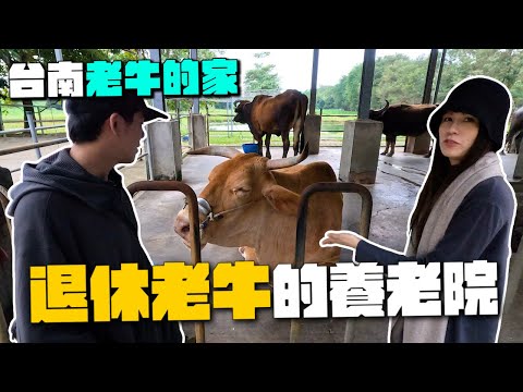 退休老牛的養老院！專門收留老耕牛的天堂！台南柳營「老牛的家」！