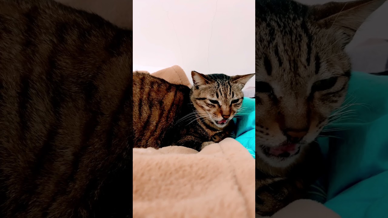 I am Lady Luck 🐈😸😸😸❤️❤️❤️