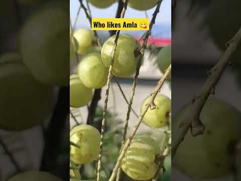 Who Likes Amla N Salt Foodblogger Amla Indiangooseberry Youtubeshorts