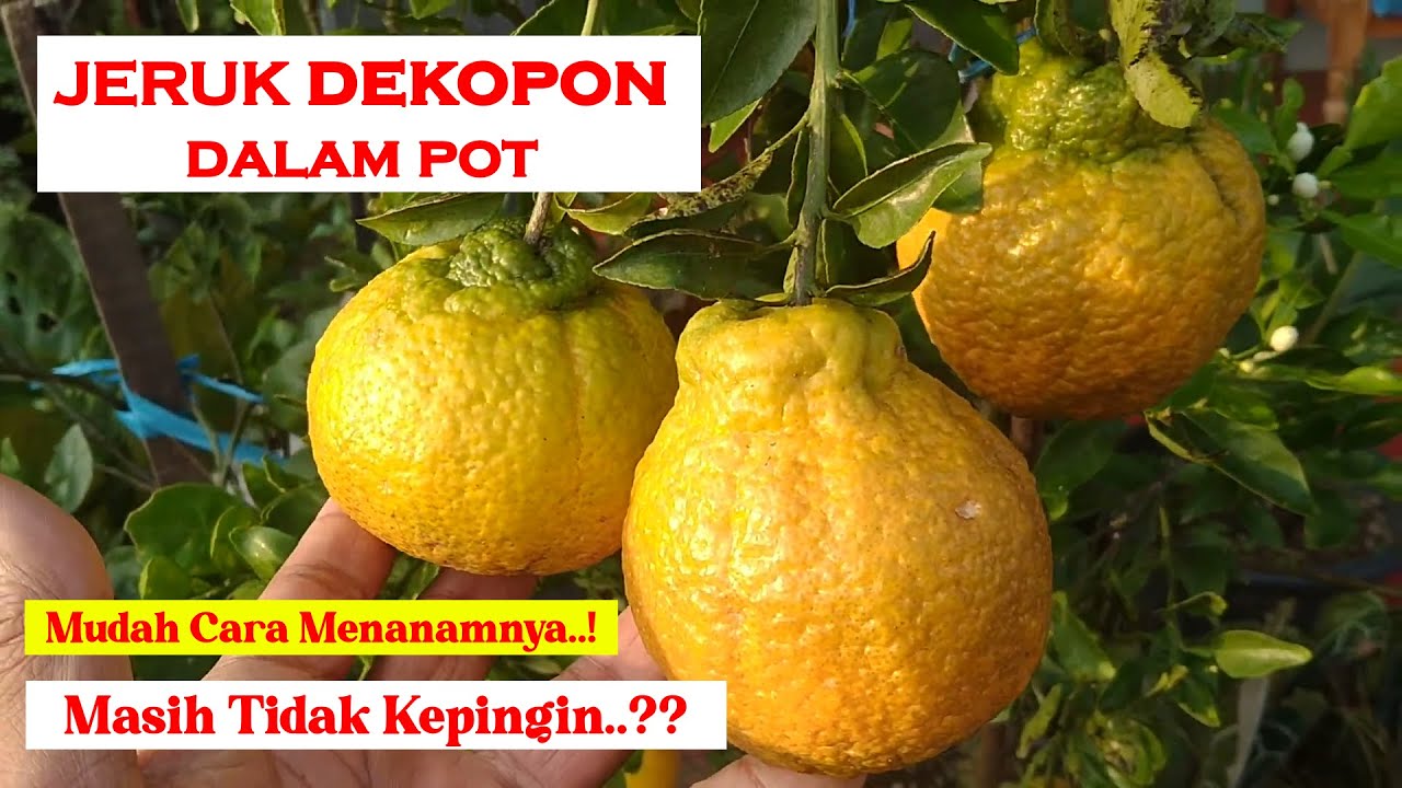 cara mudah menanam dan merawat JERUK DEKOPON DALAM POT - DECOPON ORANGE #berkebun